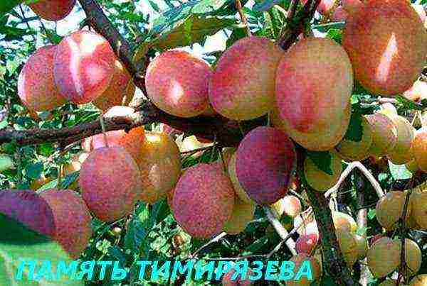 the best varieties of plum near Moscow