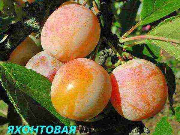 the best varieties of plum near Moscow