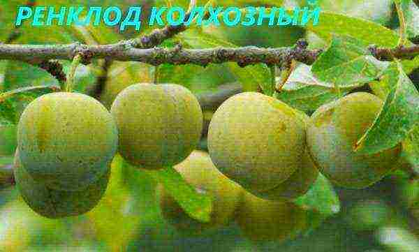 the best varieties of plum near Moscow