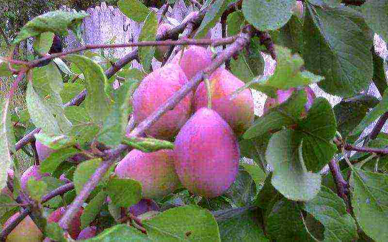 the best varieties of plum near Moscow