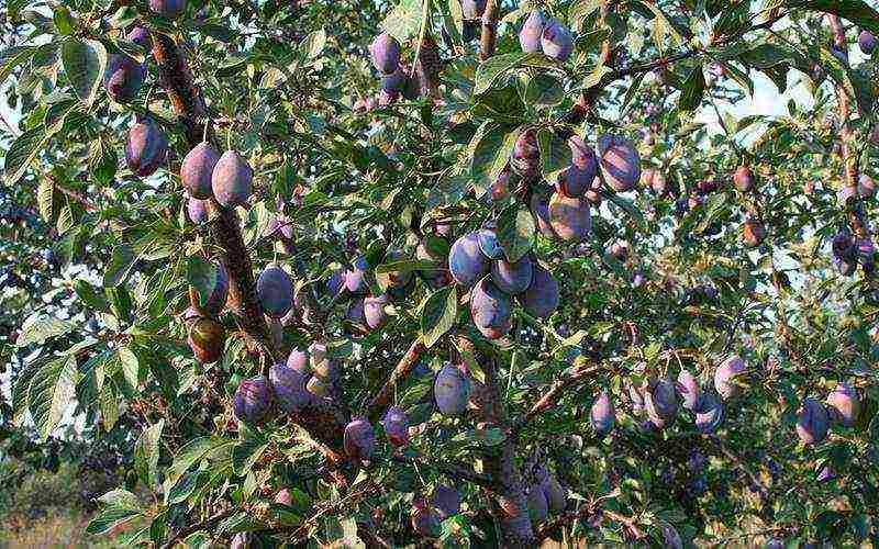 the best varieties of plum near Moscow