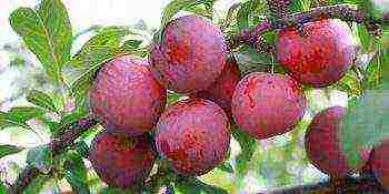 the best varieties of plum near Moscow