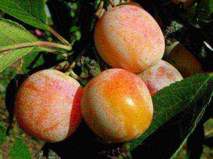 the best varieties of plum near Moscow