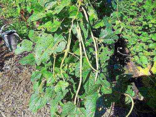 ang pinakamahusay na pagkakaiba-iba ng asparagus beans