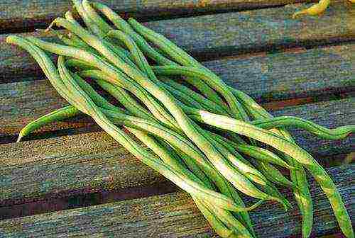 the best varieties of asparagus beans