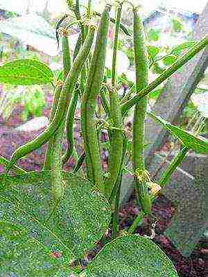 ang pinakamahusay na pagkakaiba-iba ng asparagus beans