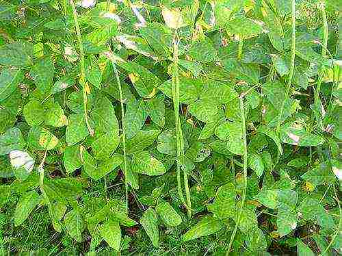 ang pinakamahusay na pagkakaiba-iba ng asparagus beans