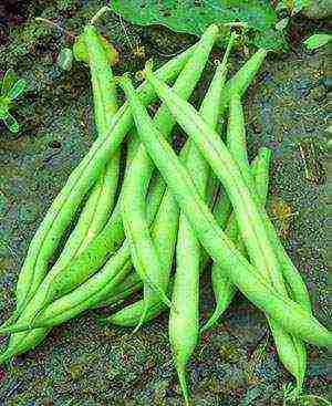 ang pinakamahusay na pagkakaiba-iba ng asparagus beans