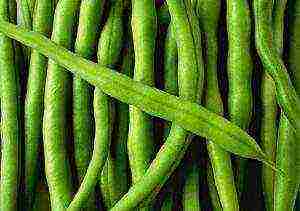 ang pinakamahusay na pagkakaiba-iba ng asparagus beans