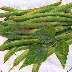 ang pinakamahusay na pagkakaiba-iba ng asparagus beans