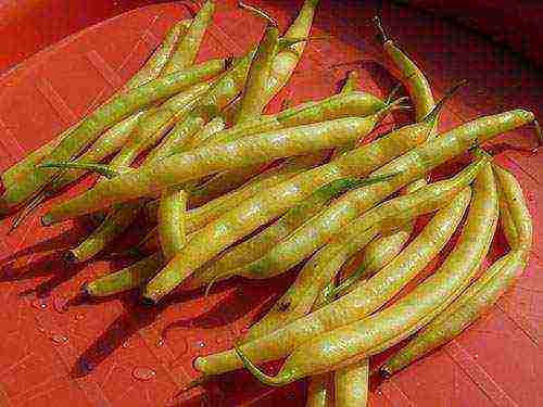 ang pinakamahusay na pagkakaiba-iba ng asparagus beans