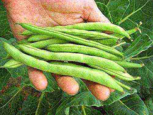 the best varieties of asparagus beans