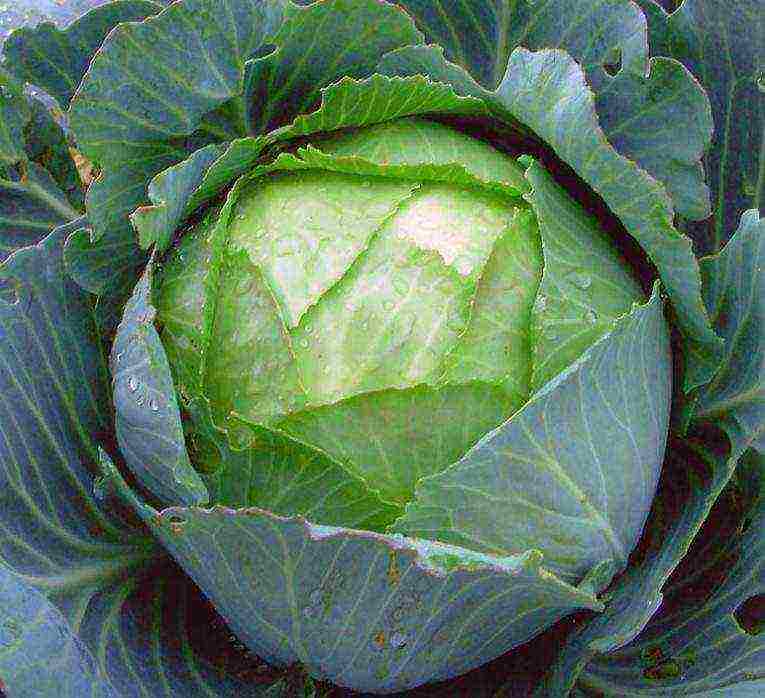 the best varieties of mid-season cabbage