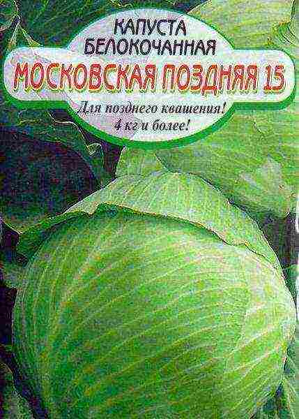 the best varieties of mid-season cabbage