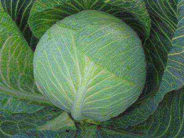 the best varieties of medium cabbage