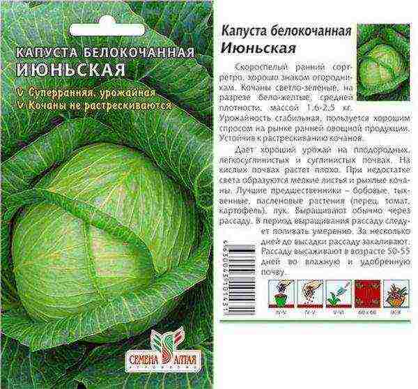 the best varieties of medium cabbage