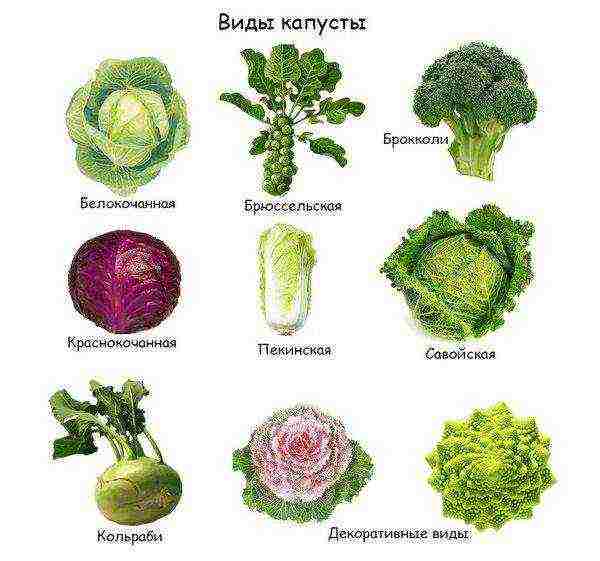 the best varieties of medium cabbage