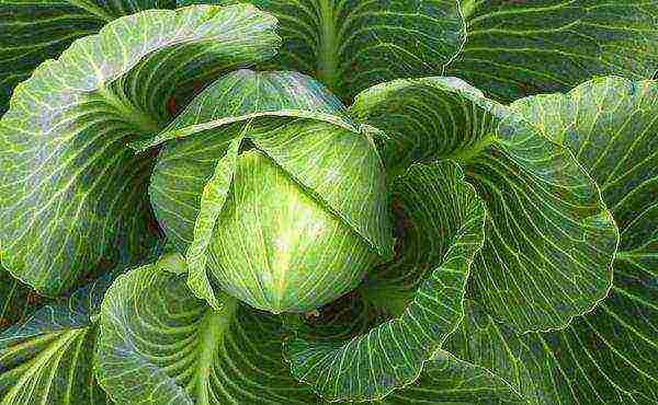 the best varieties of medium cabbage