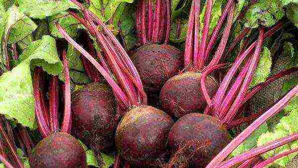 the best varieties of beets near Moscow