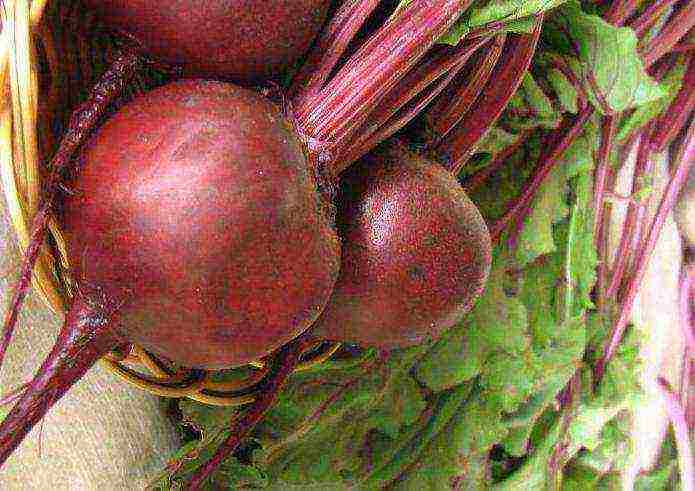 the best varieties of beets near Moscow