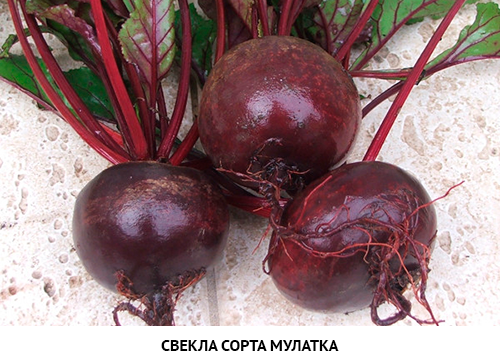 the best varieties of beets near Moscow