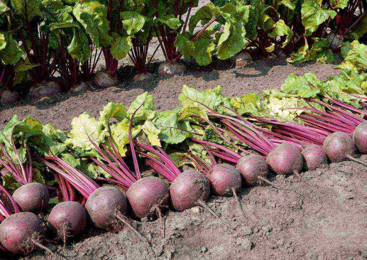 ang pinakamahusay na mga pagkakaiba-iba ng mga canteen beet