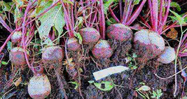 ang pinakamahusay na mga pagkakaiba-iba ng mga canteen beet