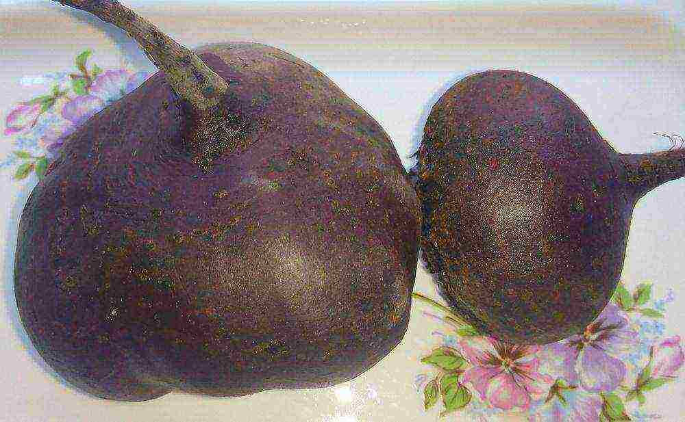 the best varieties of canteen beets