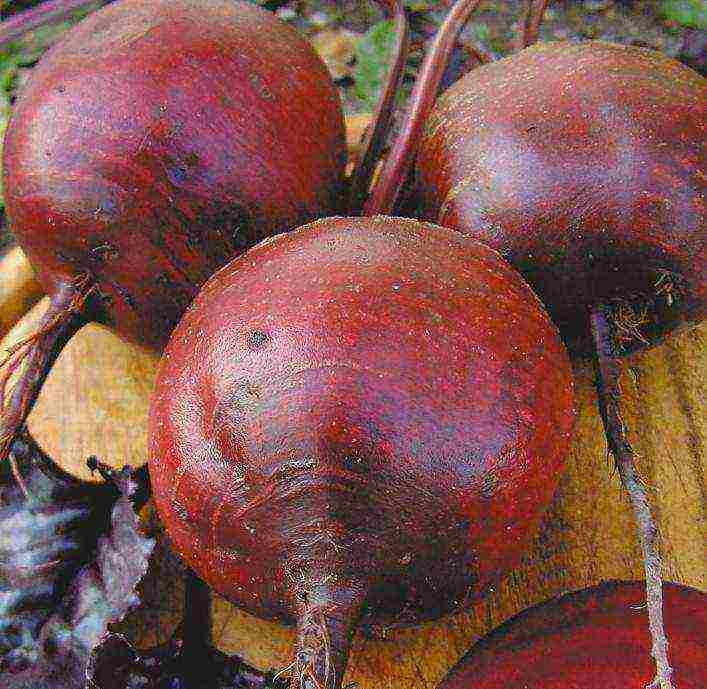 the best varieties of canteen beets