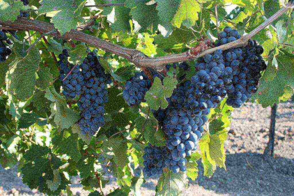 the best varieties of technical grapes