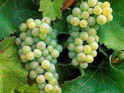 the best varieties of technical grapes