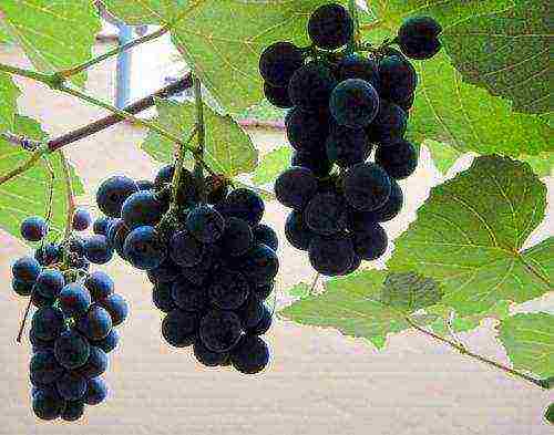 the best varieties of technical grapes