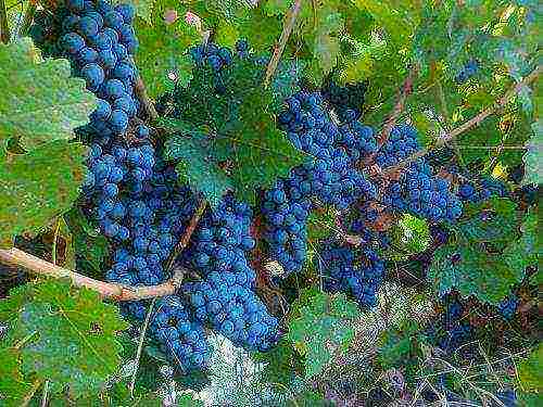 the best varieties of technical grapes