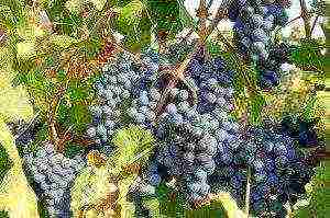 the best dark grapes