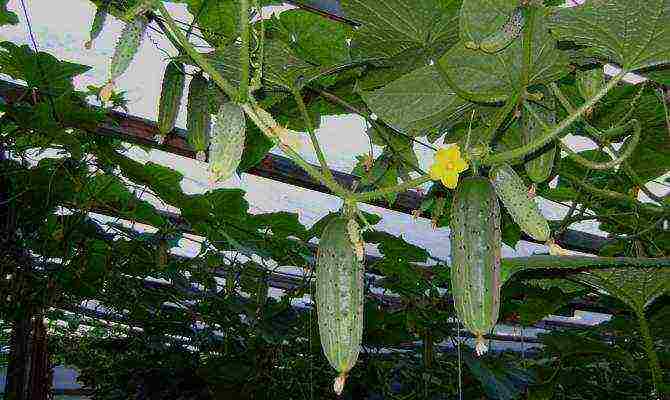 ang pinakamahusay na mga pagkakaiba-iba ng mga greenhouse cucumber