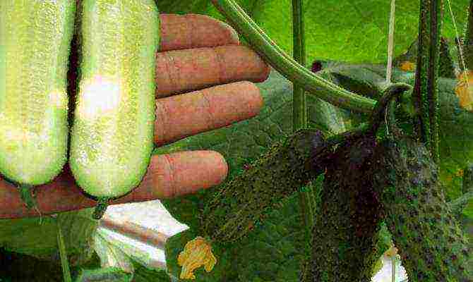 the best varieties of greenhouse cucumbers