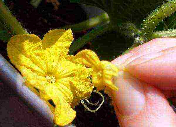 the best varieties of greenhouse cucumbers