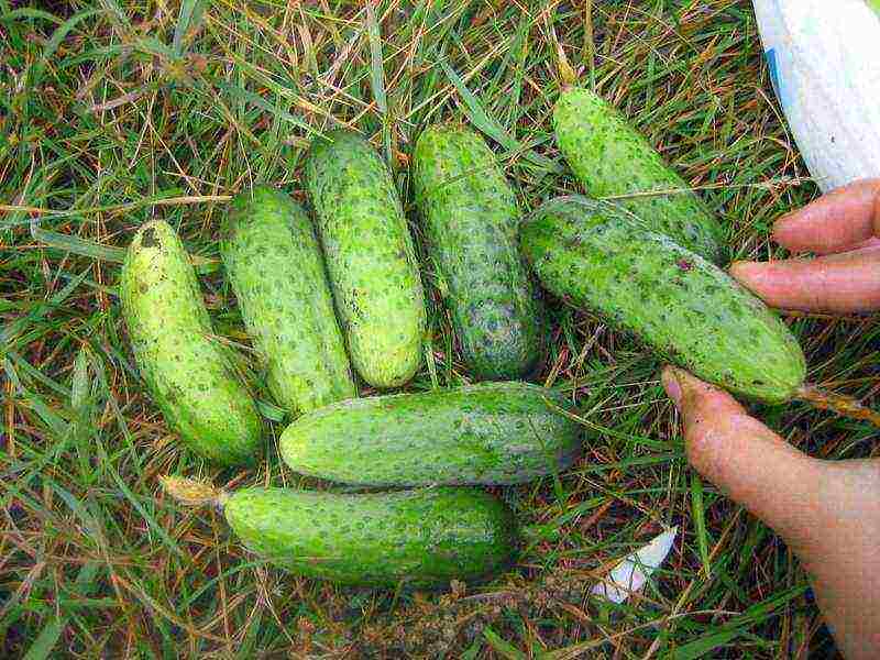 ang pinakamahusay na mga pagkakaiba-iba ng mga greenhouse cucumber