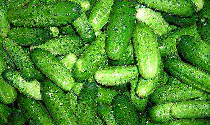 the best varieties of greenhouse cucumbers