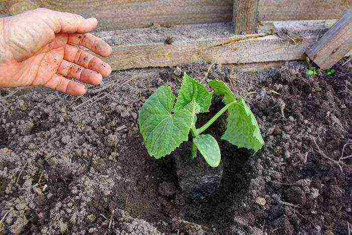 the best varieties of greenhouse cucumbers