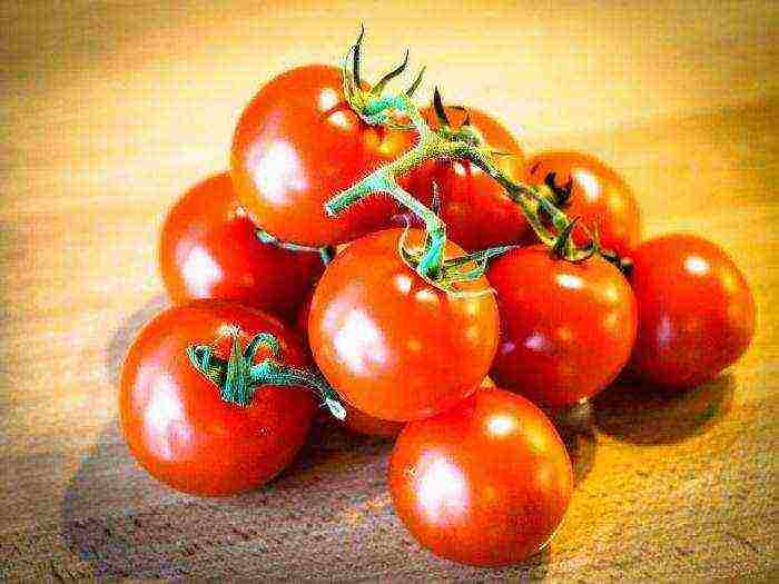 the best varieties of greenhouse tomatoes