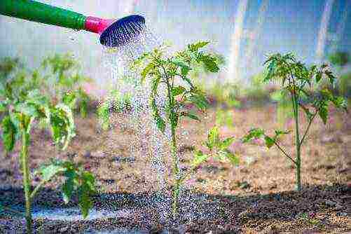 ang pinakamahusay na mga pagkakaiba-iba ng mga greenhouse na kamatis