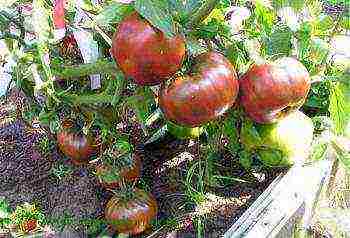 the best varieties of greenhouse tomatoes