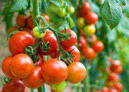 the best varieties of greenhouse tomatoes