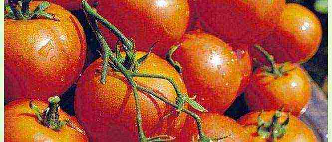 the best varieties of greenhouse tomatoes