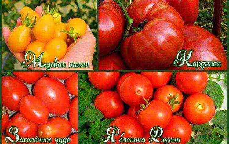 the best varieties of greenhouse tomatoes