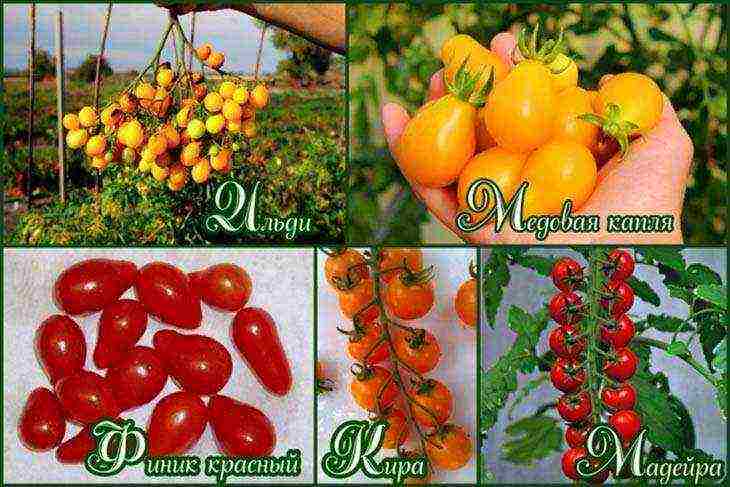 the best varieties of greenhouse tomatoes