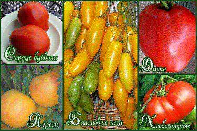 the best varieties of greenhouse tomatoes