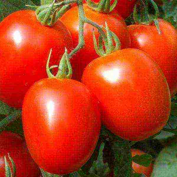 the best varieties of greenhouse tomatoes