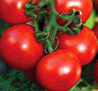 the best varieties of greenhouse tomatoes